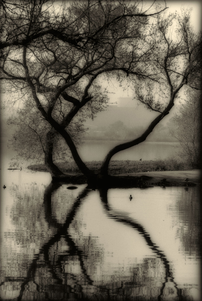 Ray Carofano; Machado Lake #13; Archival Pigmented Print; 20”x13” Ray Carofano; Machado Lake #13; Archival Pigmented Print; 20”x13”