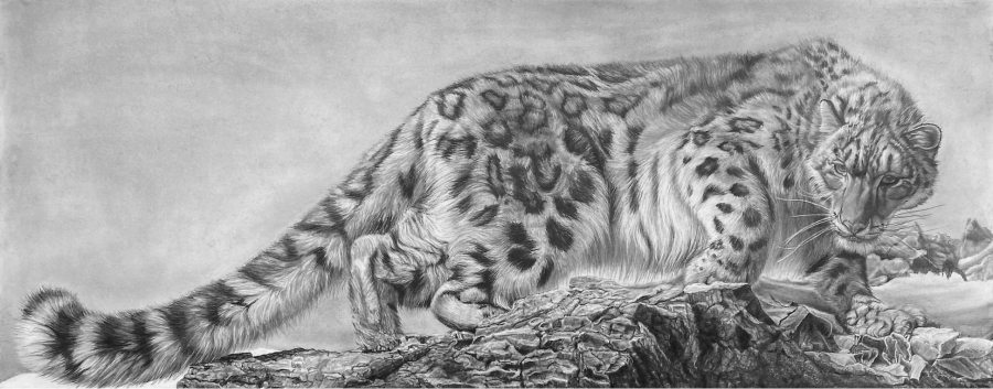 Gregg Hamby; Mountain Ghost - Snow Leopard; pencil drawing; 63” x 28”