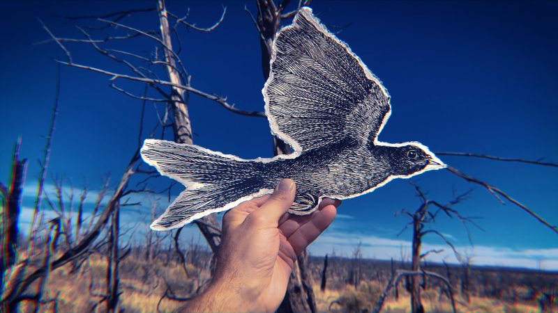 Vojislav Radovanovic; wanderers; digital video; 2021