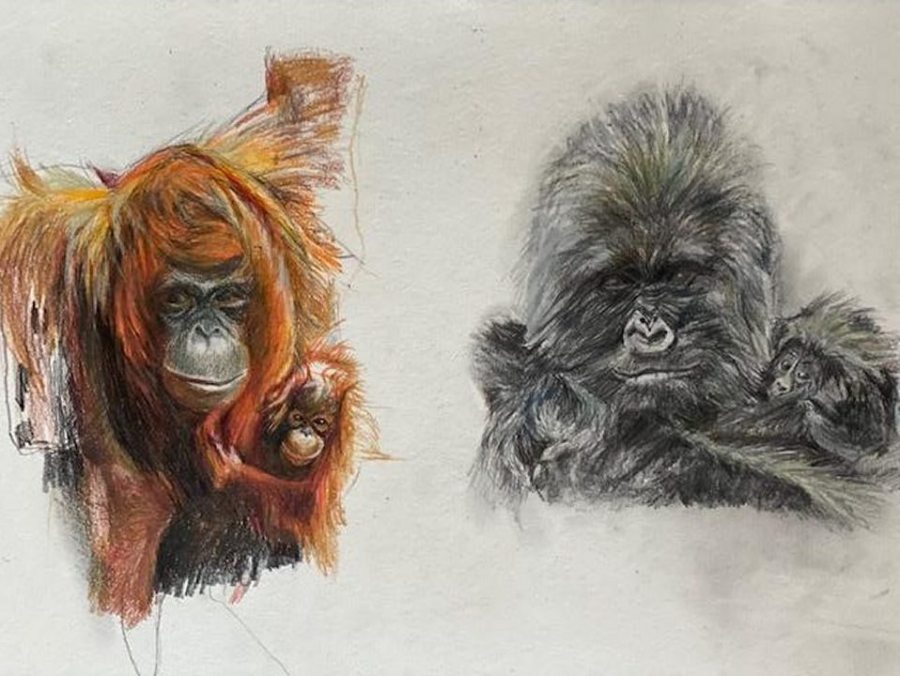 Nancy Webber; Orangutan and Infant. Mountain Gorilla with Baby; graphite and colored pencil on paper; 18” x 24”; 2021