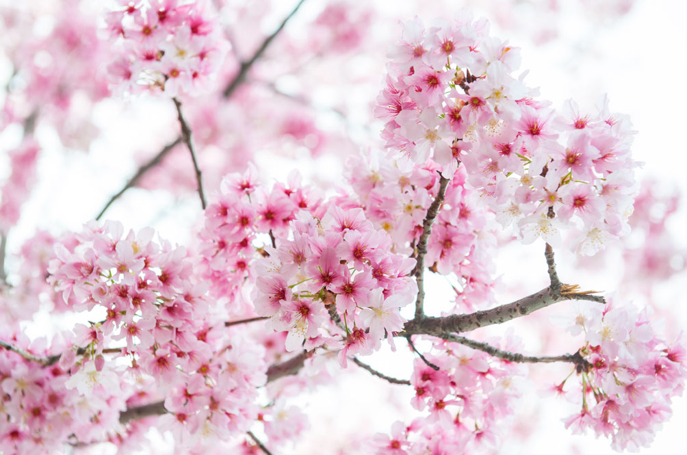 Close-up view of cherry blossoms