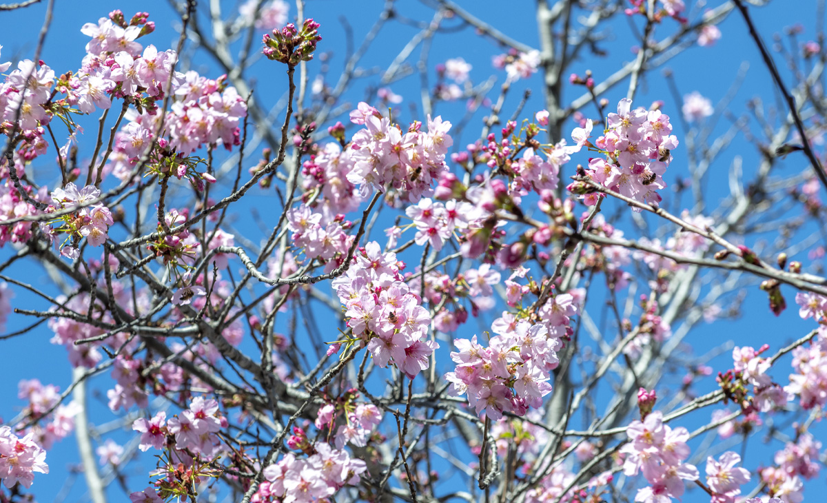 Tree filled with dense clusters of pink cherry blossoms set against a clear blue sky, with branches stretching upward and the blossoms appearing vibrant and full.