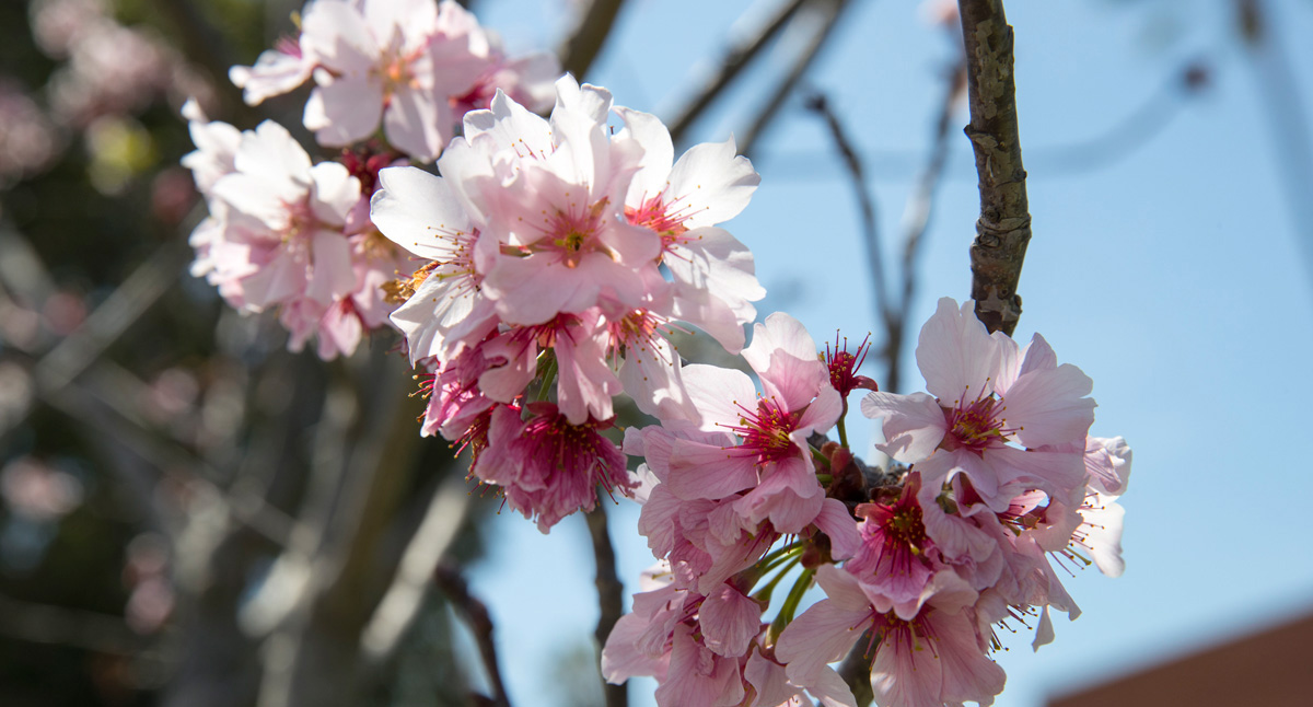 Cherry Blossom Festival 2018