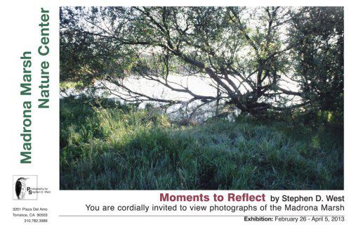 Madrona Marsh