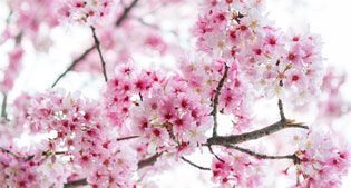 Cherry Blossom Festival