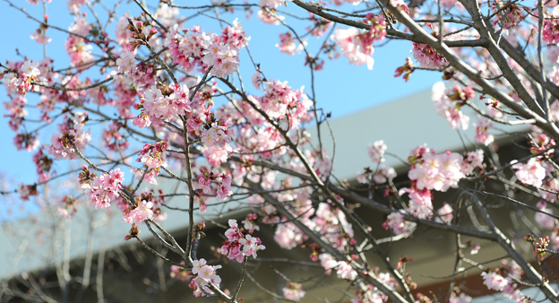 Celebrate Spring: Annual Cherry Blossom Festival