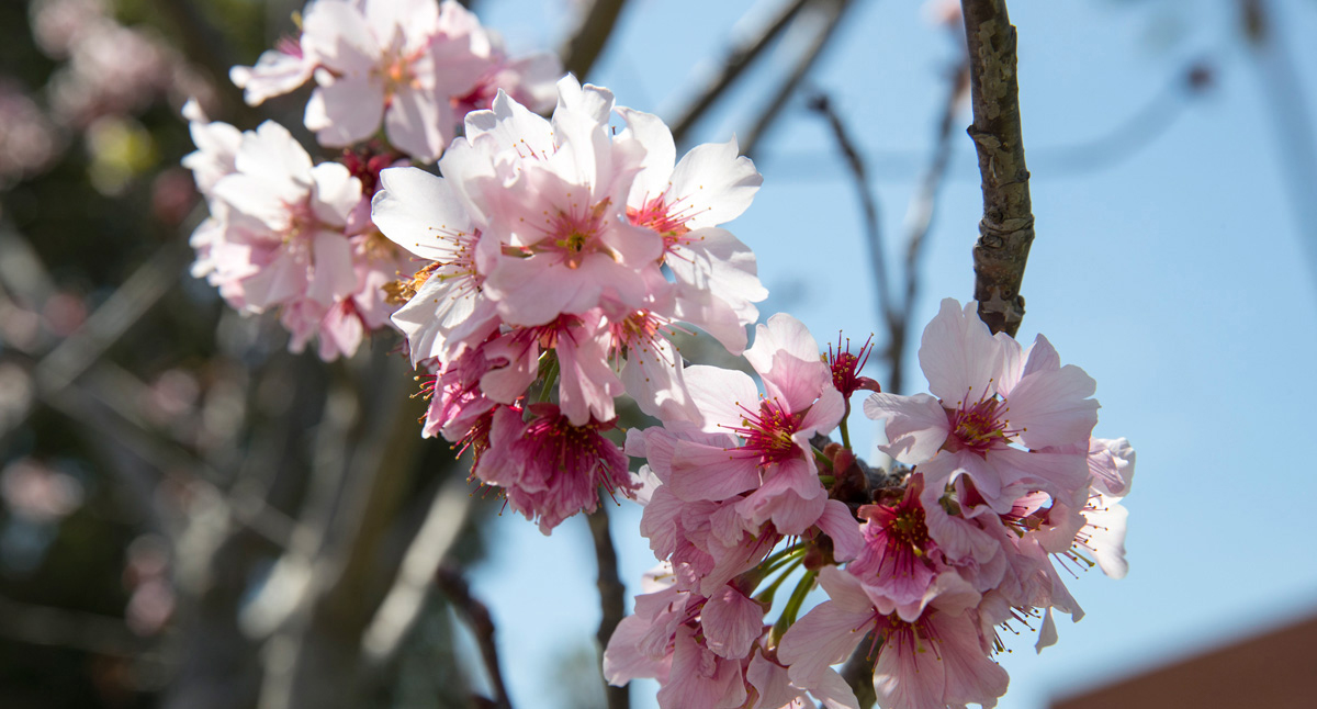 A Celebration of Spring: Annual Cherry Blossom Festival