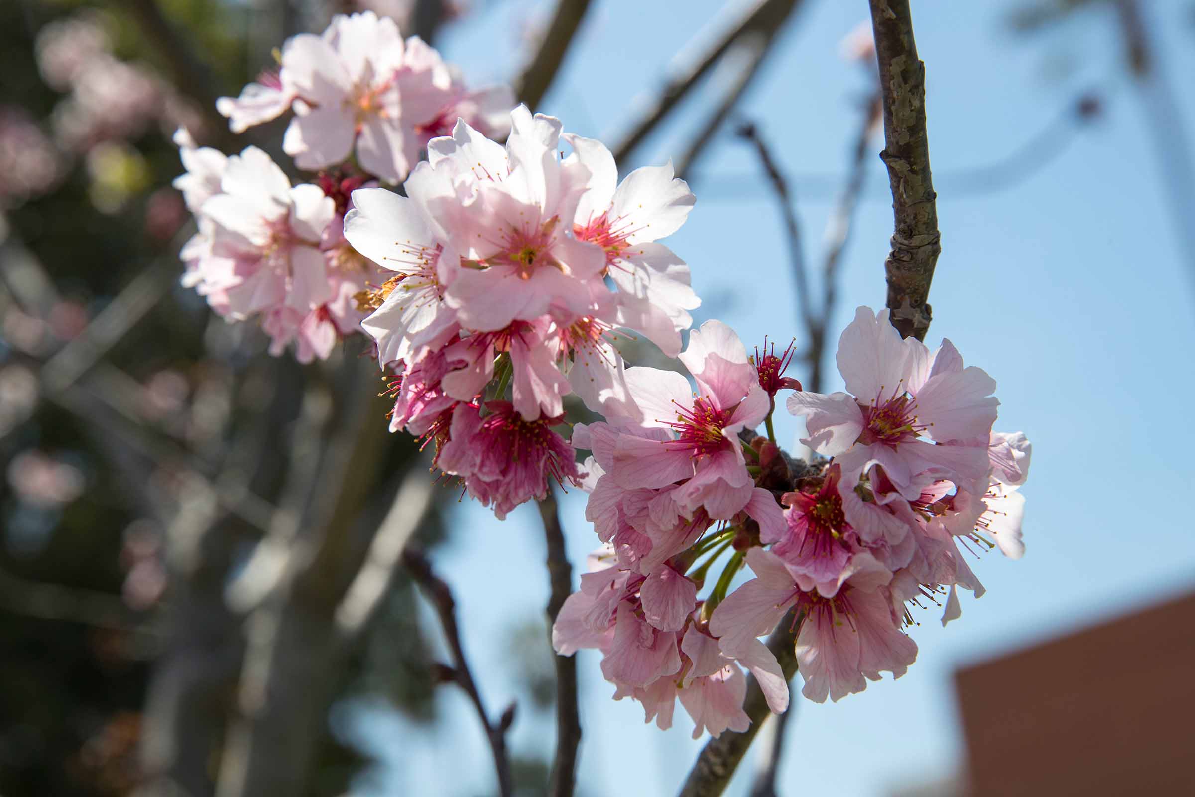 Annual Cherry Blossom Festival Returns to Welcome Spring   