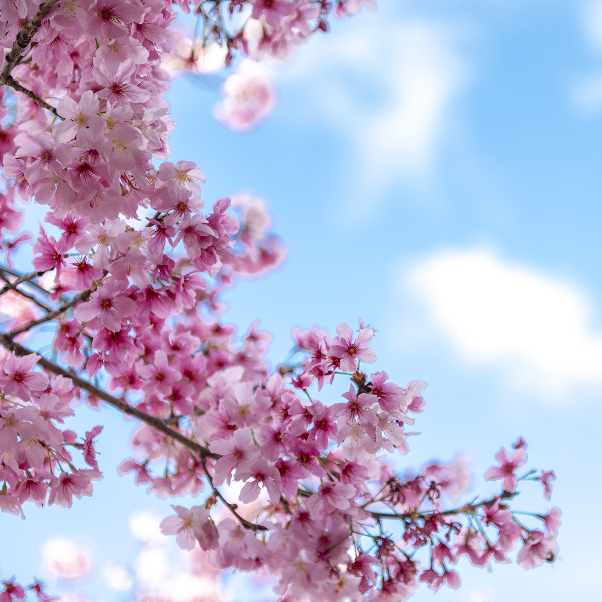 Relaxation Apps
